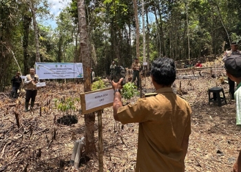 Lestarikan Alam, PLN dan Masyarakat Bangun Demplot Agroforestry di Desa Upit