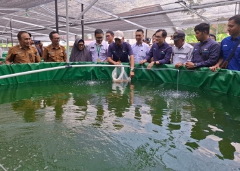 PLN UIP KLB Perkuat Ketahanan Pangan dan Tingkatkan Ekonomi Masyarakat Lewat Budidaya Ikan Air Tawar di Sungai Ambawang