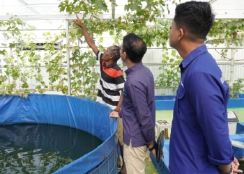 PLN UIP3B Kalimantan Perkuat Ekonomi Lokal Lewat Bantuan Pembibitan di Kebun Anggur Cempakasari