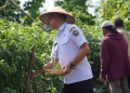 Edi Kamtono Panen Cabai Serentak TPID Kuponwah di Ponpes Al-Murabbi