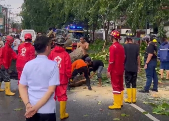 Edi Imbau Warga Waspada Pohon Rawan Tumban Saat Cuaca Ekstrem