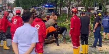 Edi Imbau Warga Waspada Pohon Rawan Tumban Saat Cuaca Ekstrem