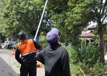 Tindaklanjuti Aduan Warga, PUPR Pontianak Pangkas Pohon di Jalan Selat Sumba