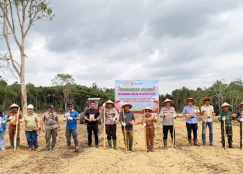 Bupati Ketapang Tanam Jagung di Manis Mata